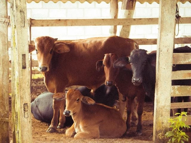 Pakistan Hosts First-Ever Farm Animal Welfare Conference in Lahore